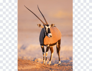 Bovidés, faune, réseau social, corne PNG