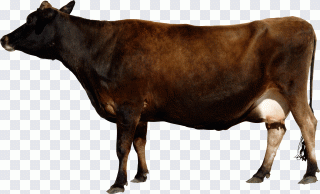 Крупный рогатый скот, полорогие, наклейка PNG