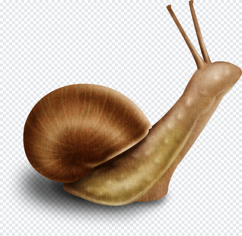 Улитка, рисунок, кожа PNG