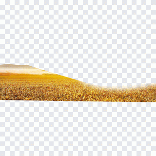 Suelo, patrón, amarillo, campo, cosecha PNG
