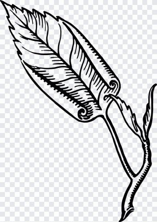 Cola, hoja, pez, oreja, pico PNG