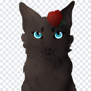 Schwarze Katze, Kätzchen, Schnurrhaare PNG