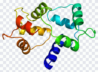 Calmodulin Text, Calmodulin 1, Calm3, Calm2 PNG