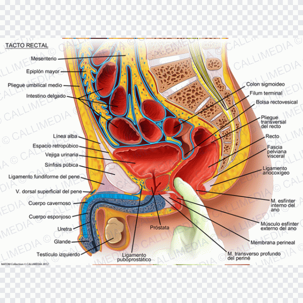 Texto, diagnóstico médico, músculo PNG