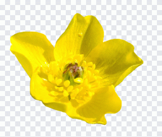 Blume, fleur sauvage, pétale, fleur PNG