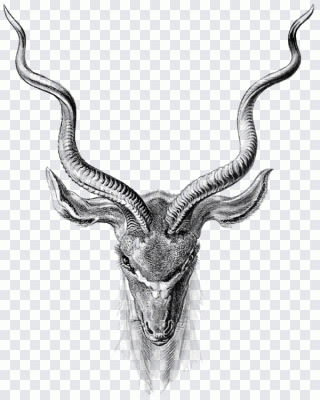 Antílope, cuerno, ciervo, cornamenta PNG
