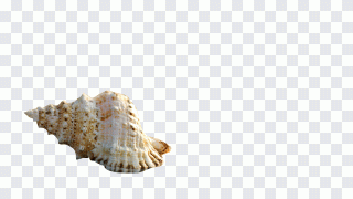 Caracol-marinho, búzio, estrela-do-mar PNG