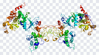 Casein Kinase 2 Alpha 1 Text, Csnk2b PNG