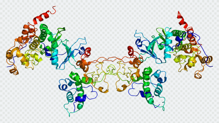Proteína, gen, enzima PNG