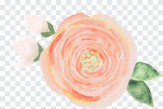 Garten, Gartenrosen, Schnittblumen PNG