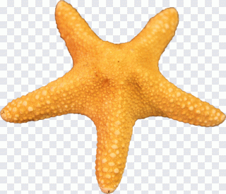 Étoile de mer, animal, animaux, orange PNG