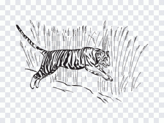 Tigre, dibujo lineal, arte, blanco, gato PNG