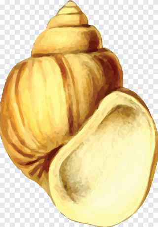 Coquillage, animaux, escargot, marchandise PNG