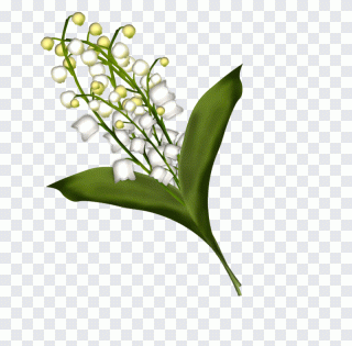 Feuille, tige, plante, herbe, çiçekler PNG