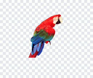Oiseau, perroquet, animaux, perruche, ara PNG