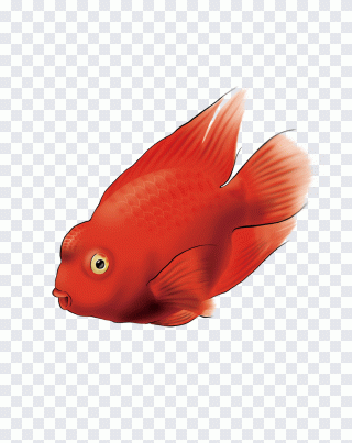 Perroquet, fichier, poisson, animaux PNG