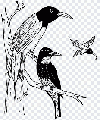 Singvogel, Wildtiere, Fauna, Schnabel, Vogel PNG