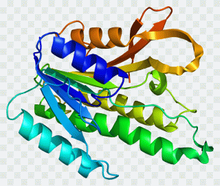 QDPR Phenylalanine hydroxylase Gene PNG
