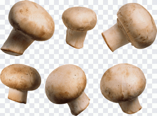 Pilz, Paris, Zutat, Produktdesign, Natur PNG