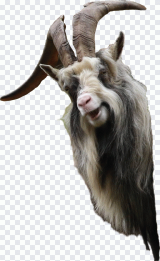 Cabra, meme, animales, bóvidos, oro PNG