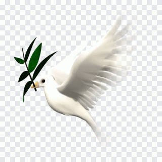 Animation, oiseau, amour, animaux, faune PNG