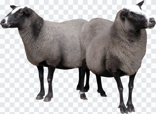 Ziege, Schaf, Tiere, Hornträger, Biologie PNG