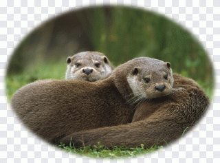 Fauna, fondo de pantalla PNG