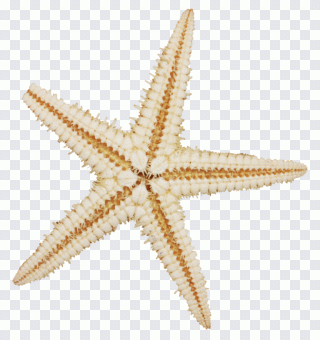 Starfish Mollusc shell Sea Echinoderm Sand PNG