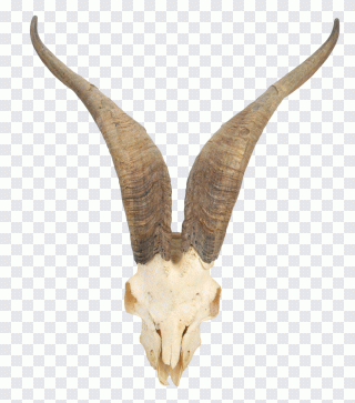 Cabra, ganado vacuno, calavera, cuerno PNG