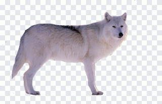Wolf, Grauwolf, Schnee, Wildtiere, Tiere PNG