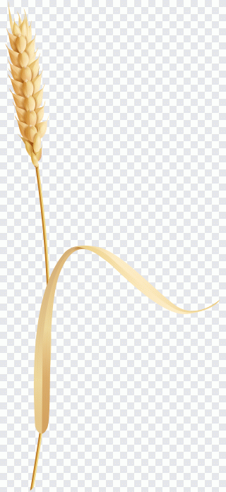 Mercancía, producto, otoño PNG