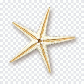 Estrela-do-mar, mar, estrela, animal PNG