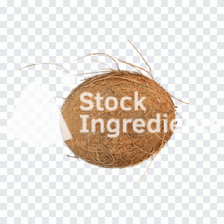 Fonte, círculo, coco, fundo transparente PNG