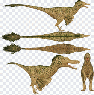 Vélociraptor, dinosaure, tyrannosaure, faune PNG