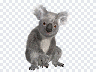 Animais, Austrália, pelo, fofura, fauna PNG