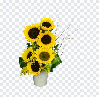 Подсолнечник, подсолнух, срезанные цветы PNG