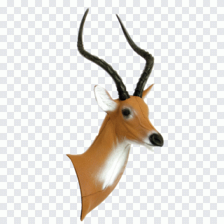 Impala Gazelle Horn Chunk Africa, gazelle PNG