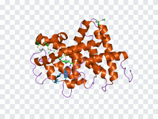 Text, Protein PNG