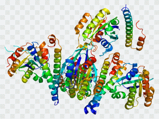 P-glycoprotein Gene Rabaptin RABEP1, text PNG
