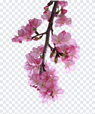 Cerise, fleur de cerisier, floraison PNG
