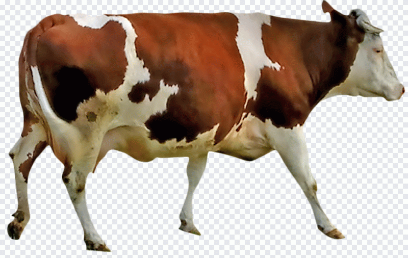Ganado lechero, lácteos, anatomía PNG