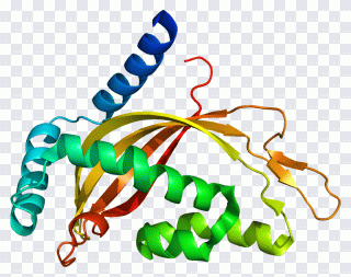 Axon terminal TIMM44 Translocase of the PNG