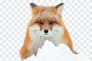 Arctique, renard roux, renard, hiver, animal PNG