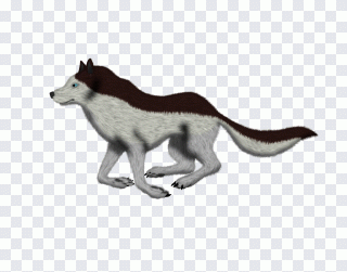 Chien, animal, animaux, loup, course à pied PNG