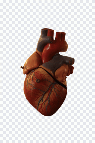 Heart Anatomy Organ, walrus, animals PNG