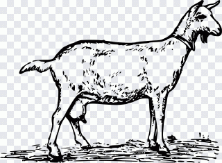 Ziege, Rezept, Bauernhof, Tiere PNG