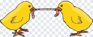Pintinho, combate, frango, comida, animais PNG