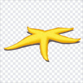 Estrela-do-mar, estrela, amarelo, animais PNG