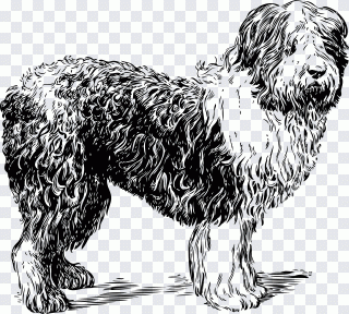 Oveja, perro, animales PNG