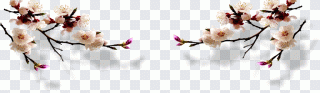 Flor de ciruelo, ciruela, floración, tinta PNG
